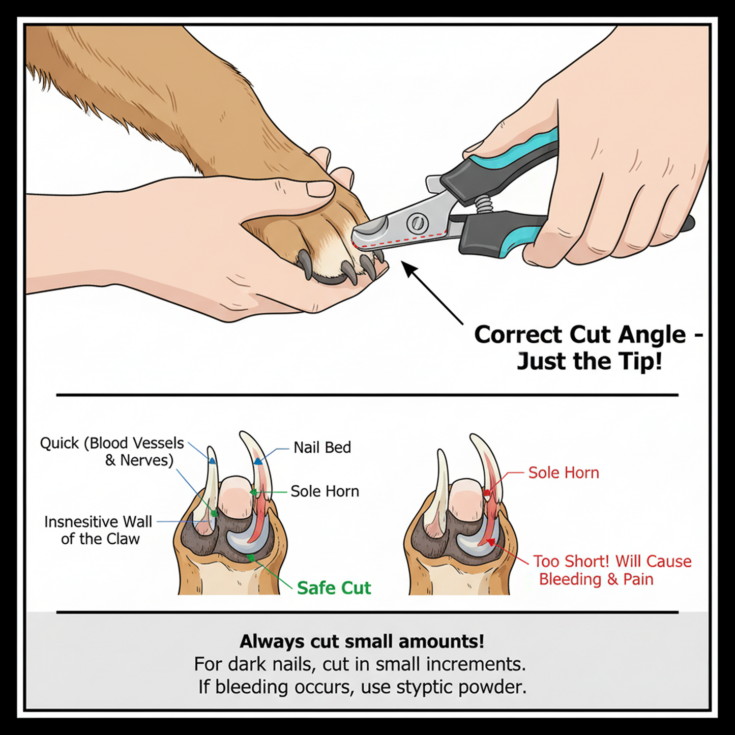 Premium Nail Cutter | Safe Guard, Sharp Blades & Anti-Slip Grip