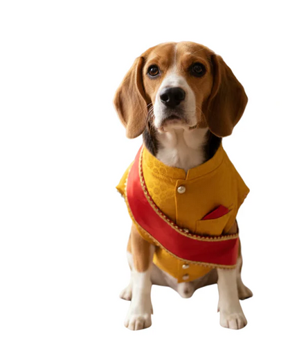 Festive for Pets – Yellow | Stylish Outfit for Weddings & Festivals