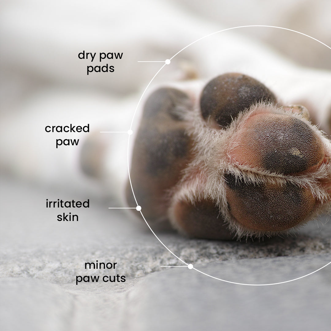 Pet Paw Butter with Shea Butter, Mango Butter & Lavender Essential Oil for Dogs & Cats (100g) | Moisturises, Heals & Protects Dry Paws